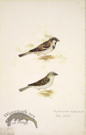 79 Swedish Birds . Fringilla Domestica,  House Sparrow, M.F